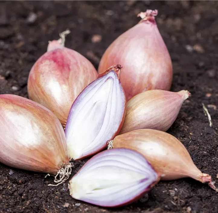 Wintersteckzwiebel rot
