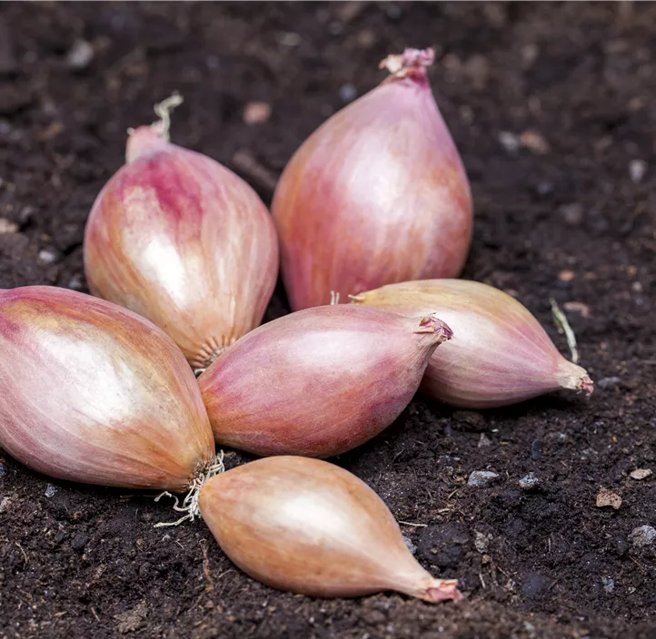 Wintersteckzwiebel rot