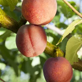 Prunus armeniaca Ungarische Beste