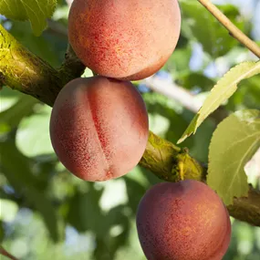 Prunus armeniaca Bergeron