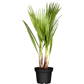 Washingtonia robusta