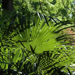 Washingtonia robusta