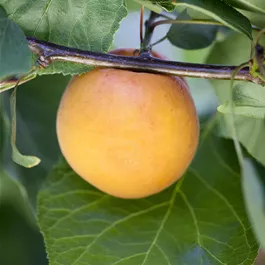 Prunus armeniaca Orangered