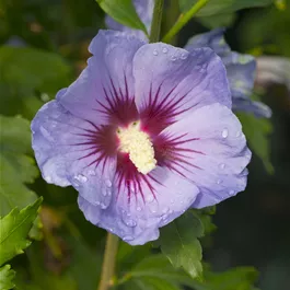 Hibiscus syriacus Marina