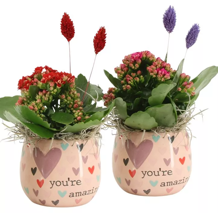 Arrangement Kalanchoe You're amazing