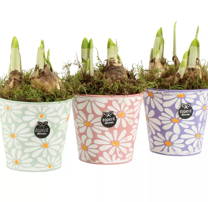 Blühendes Set im Topf Frühling