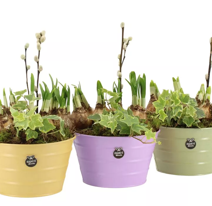 Blühendes Set im Zinkgefäß