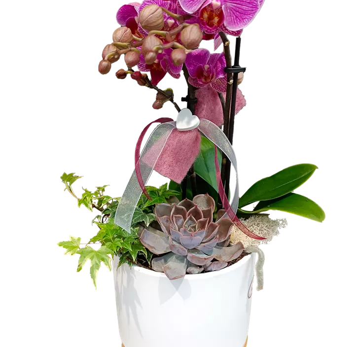 Set Orchideen-Zauber