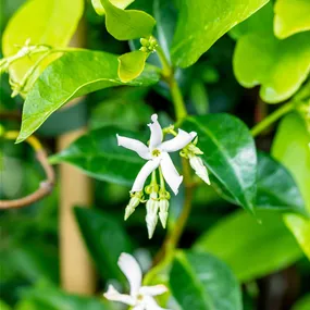 Trachelospermum jasminoides