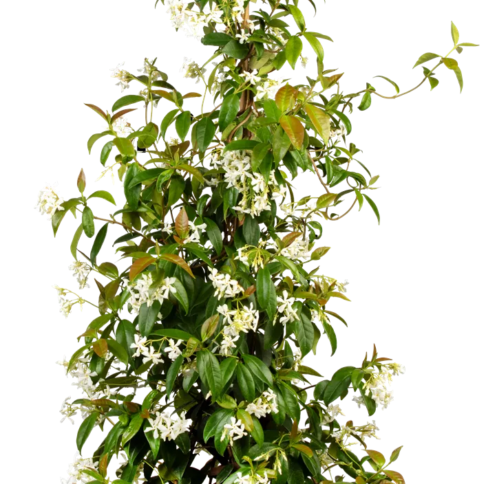 Sternjasmin, 130 x 80 cm