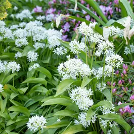 Allium ursinum