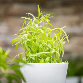 Artemisia dracunculus