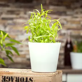 Artemisia dracunculus