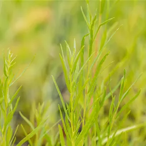 Artemisia dracunculus