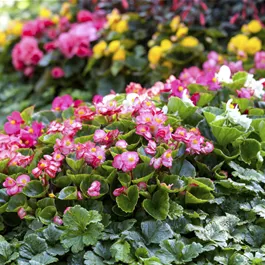 Begonia semperflorens