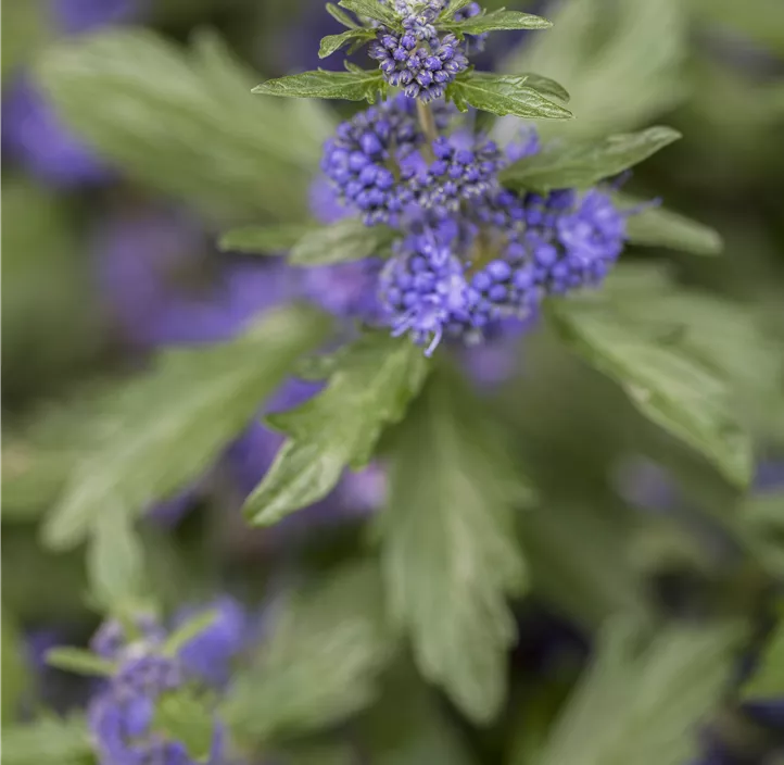 Bartblume 'Blue Cloud'