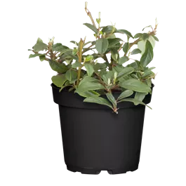 Cotoneaster dammeri Radicans