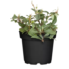 Cotoneaster dammeri Radicans