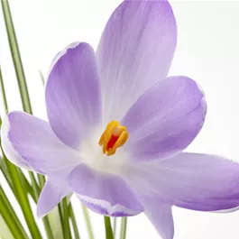 Crocus sativus
