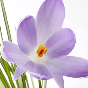 Crocus sativus