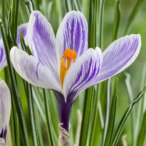 Crocus vernus Carnaval