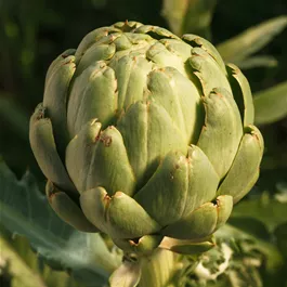 Cynara scolymus Imperial Star