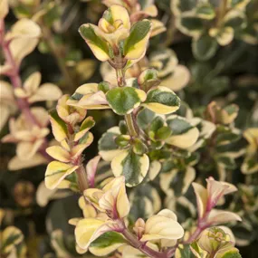 Thymus citriodorus