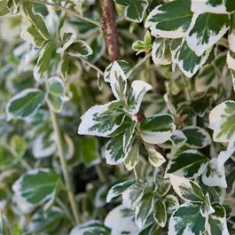 Euonymus fortunei Emerald Gaiety