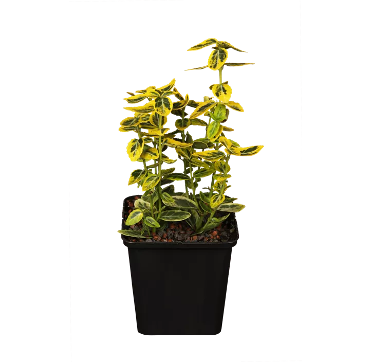 Goldbunte Kriechspindel 'Emerald Gold'