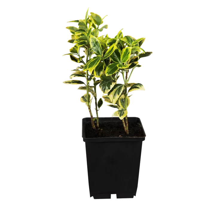 Goldbunte Kriechspindel 'Emerald Gold'