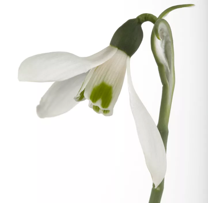 Schneeglöckchen Beluga