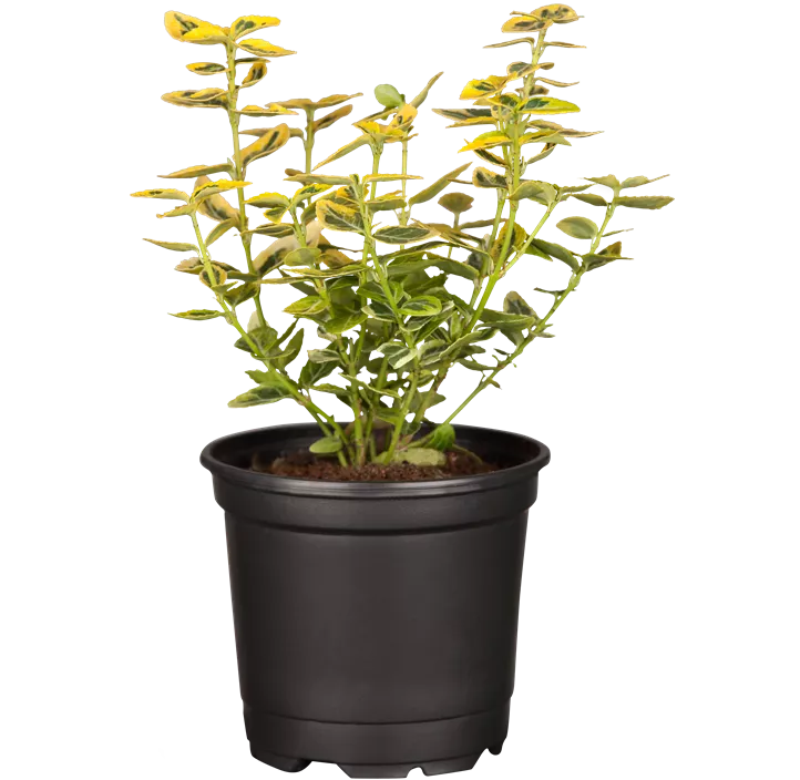 Goldbunte Kriechspindel 'Emerald Gold'