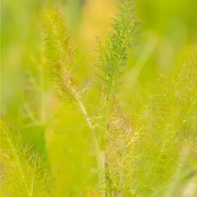 Foeniculum vulgare