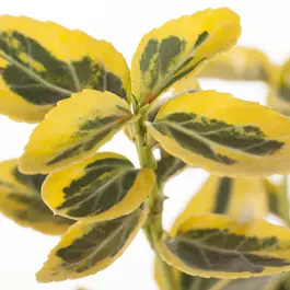Euonymus fortunei Emerald'n Gold