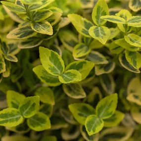 Euonymus fortunei Emerald Gold