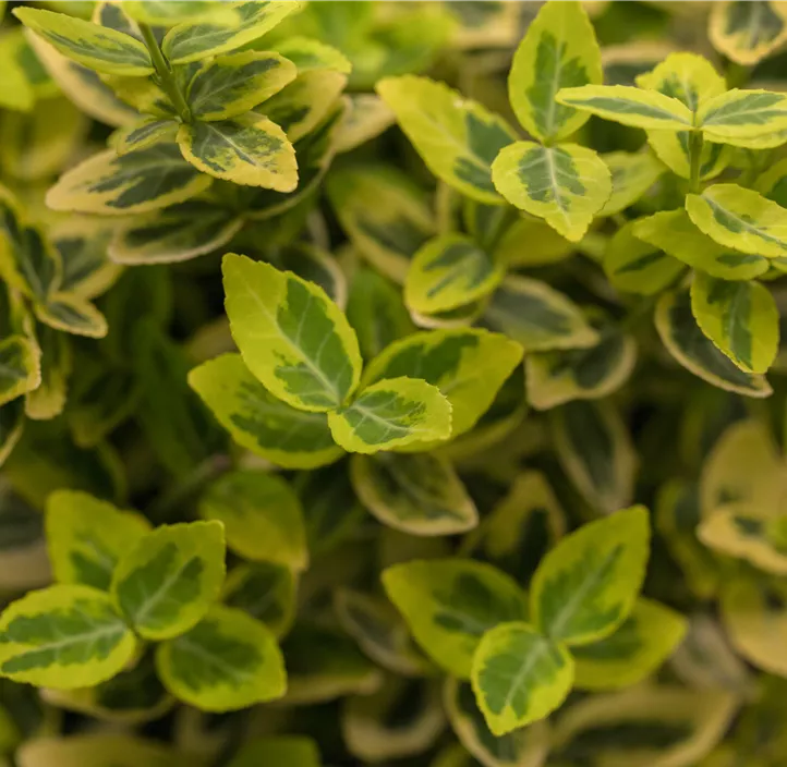 Goldbunte Kriechspindel 'Emerald Gold'