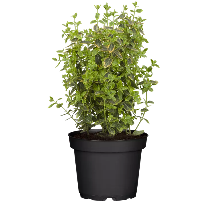 Goldbunte Kriechspindel 'Emerald Gold'