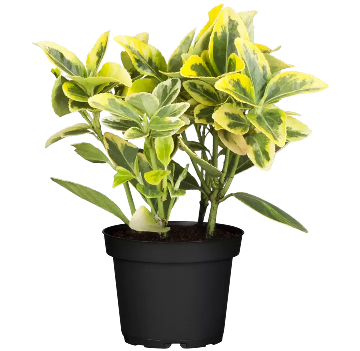 Goldbunte Kriechspindel 'Emerald Gold'
