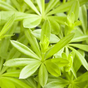 Galium odoratum Heilkräuter