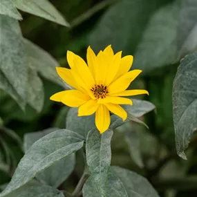 Helianthus tuberosus