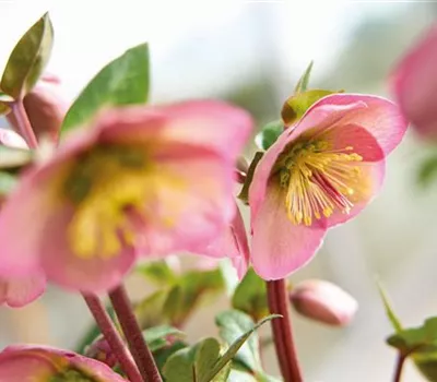 Helleborus Frost Kiss