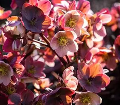 HGC Helleborus Ice & Roses Mix