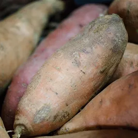 Ipomoea batatas Treasure Island