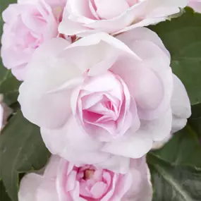 Impatiens walleriana
