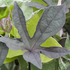 Ipomoea batatas Treasure Island