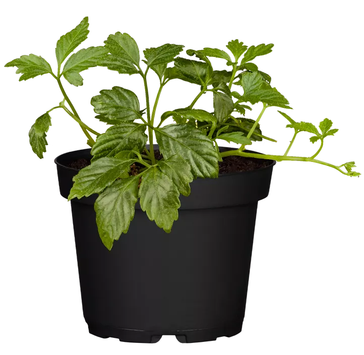 Fünfblättriges Heilkraut