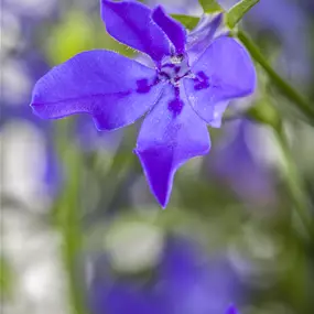 Lobelia erinus