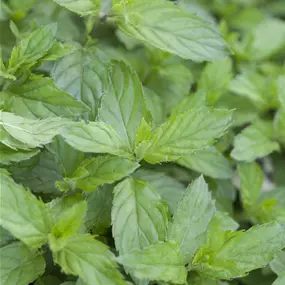 Mentha piperita