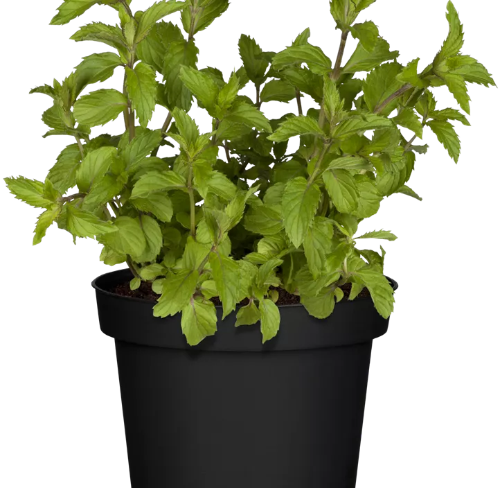 Schweizerische Garten-Minze