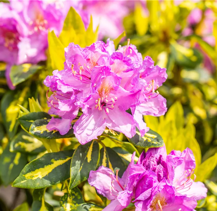 Rhododendron-Hybride 'Goldflimmer'